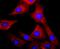 Aryl Hydrocarbon Receptor antibody, NBP2-67125, Novus Biologicals, Immunofluorescence image 
