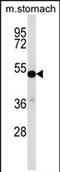 Transcription Factor CP2 Like 1 antibody, PA5-71807, Invitrogen Antibodies, Western Blot image 