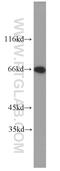 Lamin B2 antibody, 10895-1-AP, Proteintech Group, Western Blot image 