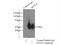 Apolipoprotein L4 antibody, 10564-1-AP, Proteintech Group, Immunoprecipitation image 