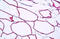 Cavin-1 antibody, MBS244244, MyBioSource, Immunohistochemistry frozen image 