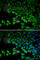DExD/H-Box Helicase 58 antibody, A0550, ABclonal Technology, Immunofluorescence image 