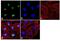 Nucleophosmin 1 antibody, 32-5200, Invitrogen Antibodies, Immunofluorescence image 