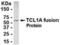 T Cell Leukemia/Lymphoma 1A antibody, XW-7980, ProSci, Western Blot image 