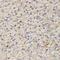 Gap Junction Protein Gamma 2 antibody, 18-848, ProSci, Immunohistochemistry paraffin image 