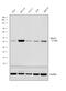 Protein Arginine Methyltransferase 1 antibody, PA5-17299, Invitrogen Antibodies, Western Blot image 