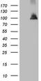 Nucleosome Assembly Protein 1 Like 3 antibody, LS-C794413, Lifespan Biosciences, Western Blot image 