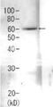 Sad1 And UNC84 Domain Containing 2 antibody, 62-201, BioAcademia Inc, Western Blot image 