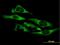 Glutaminyl-TRNA Synthetase antibody, H00005859-B01P, Novus Biologicals, Immunocytochemistry image 