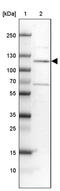Cadherin Related 23 antibody, PA5-53564, Invitrogen Antibodies, Western Blot image 