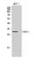 Intercellular Adhesion Molecule 2 antibody, STJ97296, St John