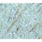 Beta-Secretase 1 antibody, LS-C377, Lifespan Biosciences, Immunohistochemistry frozen image 