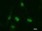 Activating Transcription Factor 3 antibody, LS-C342601, Lifespan Biosciences, Immunofluorescence image 