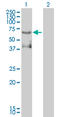ETS Variant 4 antibody, LS-C197165, Lifespan Biosciences, Western Blot image 