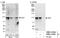  antibody, NBP1-05984, Novus Biologicals, Western Blot image 