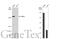 DNA Polymerase Epsilon, Catalytic Subunit antibody, GTX132100, GeneTex, Western Blot image 