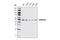 DEAD-Box Helicase 6 antibody, 9407S, Cell Signaling Technology, Western Blot image 