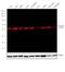 Beta-Actin antibody, MA5-15739-D680, Invitrogen Antibodies, Western Blot image 