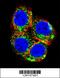 Nuclear Receptor Subfamily 3 Group C Member 1 antibody, 61-691, ProSci, Immunofluorescence image 