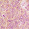 Eukaryotic Translation Initiation Factor 2 Alpha Kinase 2 antibody, LS-C358476, Lifespan Biosciences, Immunohistochemistry frozen image 