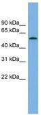 Glucocorticoid Induced 1 antibody, TA340287, Origene, Western Blot image 