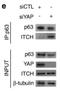 YAP1 antibody, H00010413-M01, Novus Biologicals, Western Blot image 