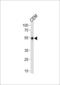 Kruppel Like Factor 5 antibody, LS-B13585, Lifespan Biosciences, Western Blot image 