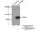 Galectin 3 Binding Protein antibody, 10281-1-AP, Proteintech Group, Immunoprecipitation image 