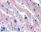 Adrenoceptor Alpha 1A antibody, LS-A1248, Lifespan Biosciences, Immunohistochemistry frozen image 