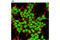 C-Terminal Binding Protein 1 antibody, 8684S, Cell Signaling Technology, Immunofluorescence image 