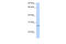 GrpE Like 2, Mitochondrial antibody, 26-723, ProSci, Western Blot image 