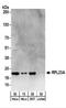 Ribosomal Protein L23a antibody, NBP2-22284, Novus Biologicals, Western Blot image 