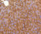 LDL Receptor Related Protein 1 antibody, 13-871, ProSci, Immunohistochemistry paraffin image 