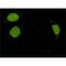 Sad1 And UNC84 Domain Containing 2 antibody, MBS375255, MyBioSource, Immunofluorescence image 