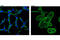 Androgen Receptor antibody, 7397S, Cell Signaling Technology, Immunocytochemistry image 
