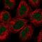 AlkB Homolog 2, Alpha-Ketoglutarate Dependent Dioxygenase antibody, NBP2-55544, Novus Biologicals, Immunofluorescence image 