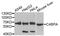 Complement Component 4 Binding Protein Alpha antibody, A03787, Boster Biological Technology, Western Blot image 