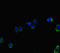 Hyaluronan Synthase 2 antibody, LS-C678176, Lifespan Biosciences, Immunofluorescence image 