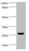 Tumor necrosis factor antibody, orb239747, Biorbyt, Western Blot image 