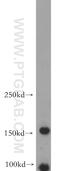 Rho Guanine Nucleotide Exchange Factor 40 antibody, 20110-1-AP, Proteintech Group, Western Blot image 
