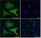 Sprouty RTK Signaling Antagonist 1 antibody, LS-C55526, Lifespan Biosciences, Immunofluorescence image 
