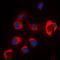 Solute Carrier Family 39 Member 7 antibody, orb214763, Biorbyt, Immunofluorescence image 