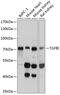 RGD-CAP antibody, 13-956, ProSci, Western Blot image 