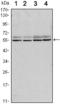 SMAD Family Member 6 antibody, M02227, Boster Biological Technology, Western Blot image 