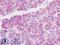 Eukaryotic Translation Initiation Factor 3 Subunit E antibody, LS-B8931, Lifespan Biosciences, Immunohistochemistry frozen image 
