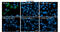 Zika Virus antibody, GTX133704, GeneTex, Immunofluorescence image 