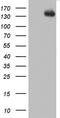 Zinc Finger E-Box Binding Homeobox 1 antibody, LS-C338551, Lifespan Biosciences, Western Blot image 