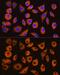 Dipeptidyl Peptidase 4 antibody, GTX64333, GeneTex, Immunofluorescence image 
