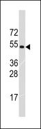 Tripartite Motif Containing 69 antibody, 61-415, ProSci, Western Blot image 