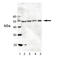 Helicard antibody, ALX-804-878-C100, Enzo Life Sciences, Western Blot image 
